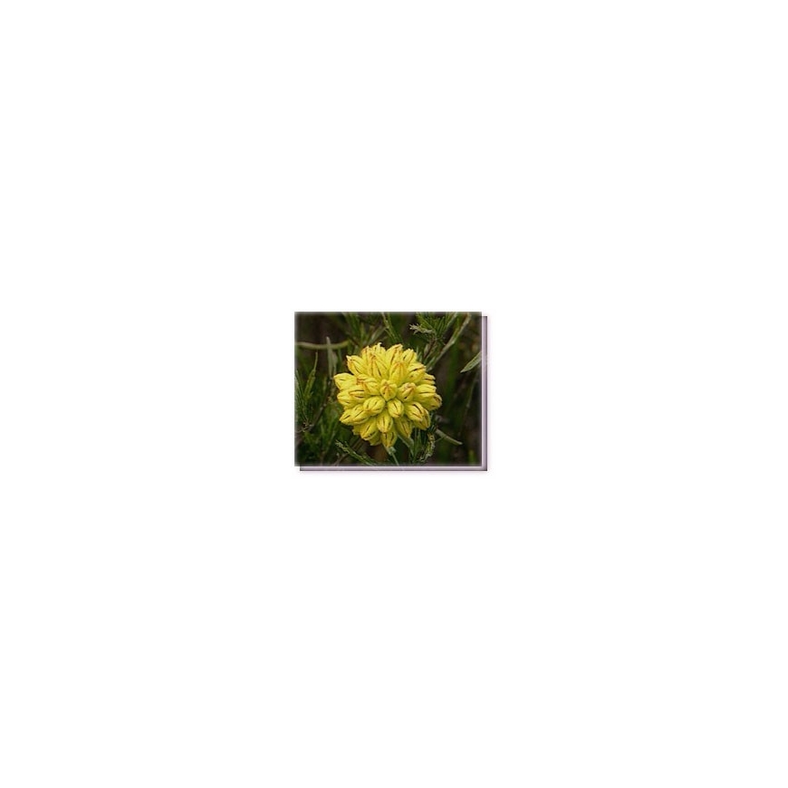 Fiore Yellow Cone Flower Living Essences