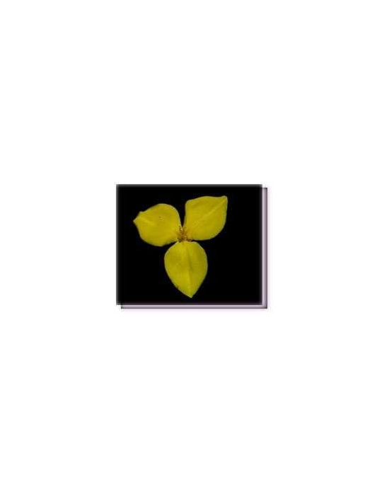 Buschblüten Yellow Flag Flower Living Essences