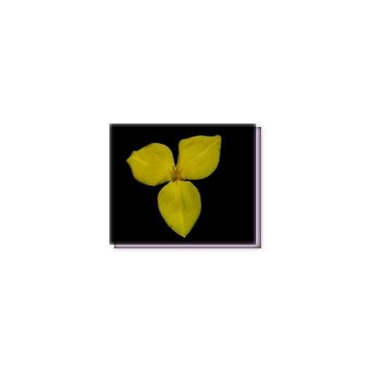 Bachblüten Yellow Flag Flower Living Essences