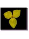 Fiore Yellow Flag Flower Living Essences
