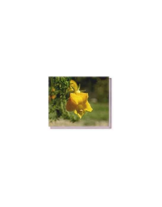 Bachblüten Yellow Leschenaultia Living Essences