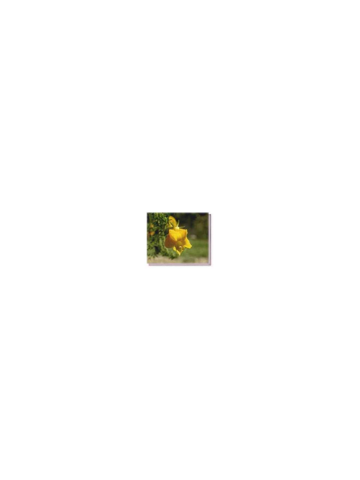Fiore Yellow Leschenaultia Living Essences