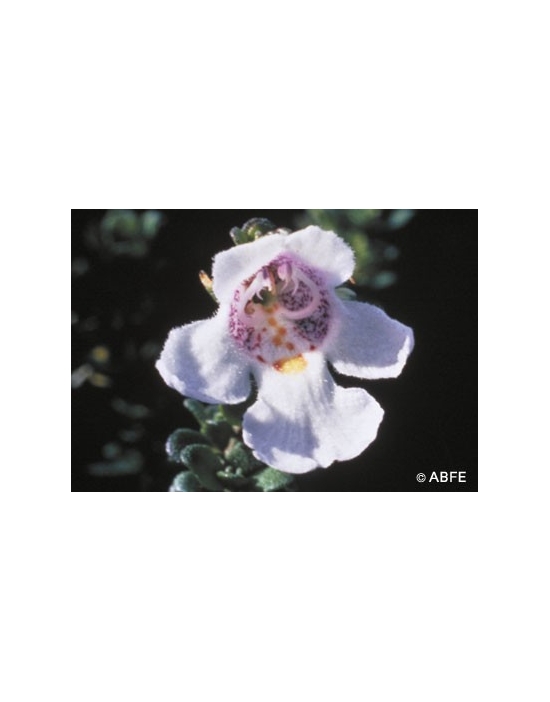 Australische Buschblüten Alpine Mint Bush Australian Bush Flower Essences