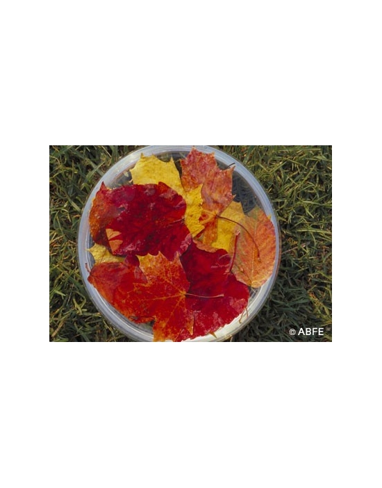 Autumn Leaves Fiori Australiani Australian Flower Essences