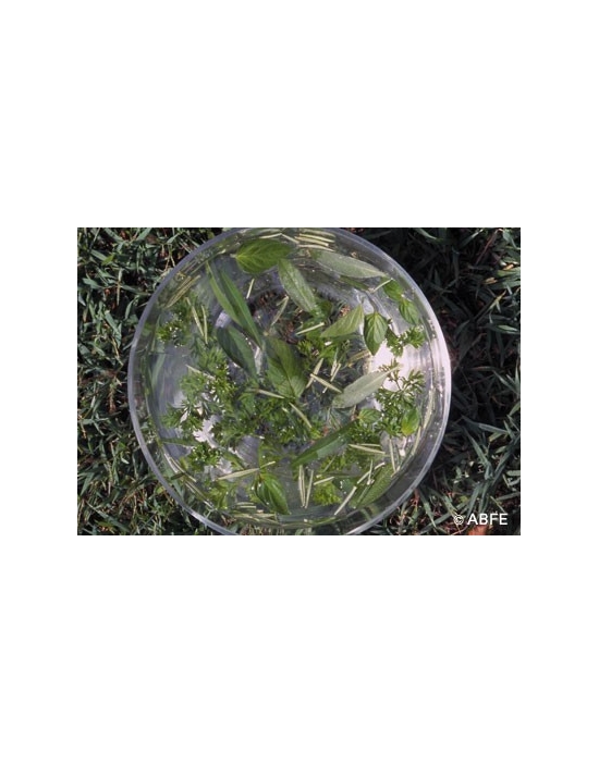 Green Essence Australian Bush Flower Essences Fiori Australiani