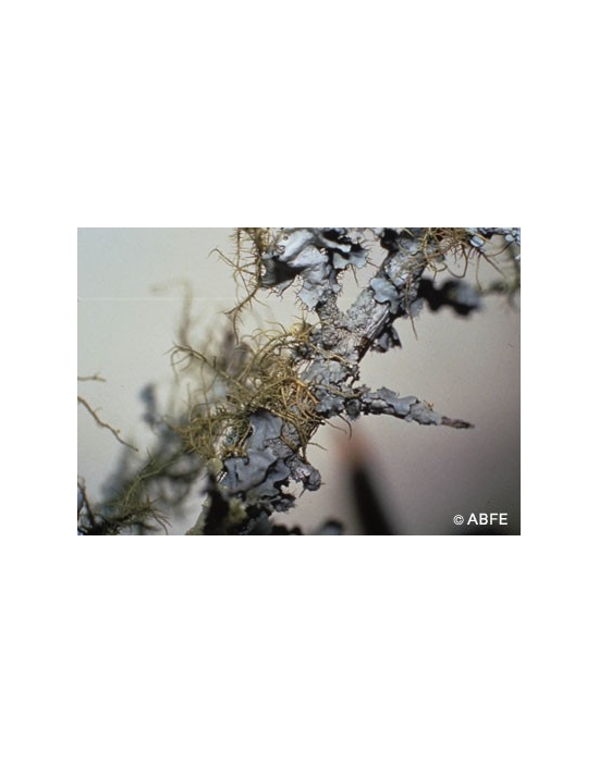 Lichen Australian Bush Flower Essences Fiori Australiani