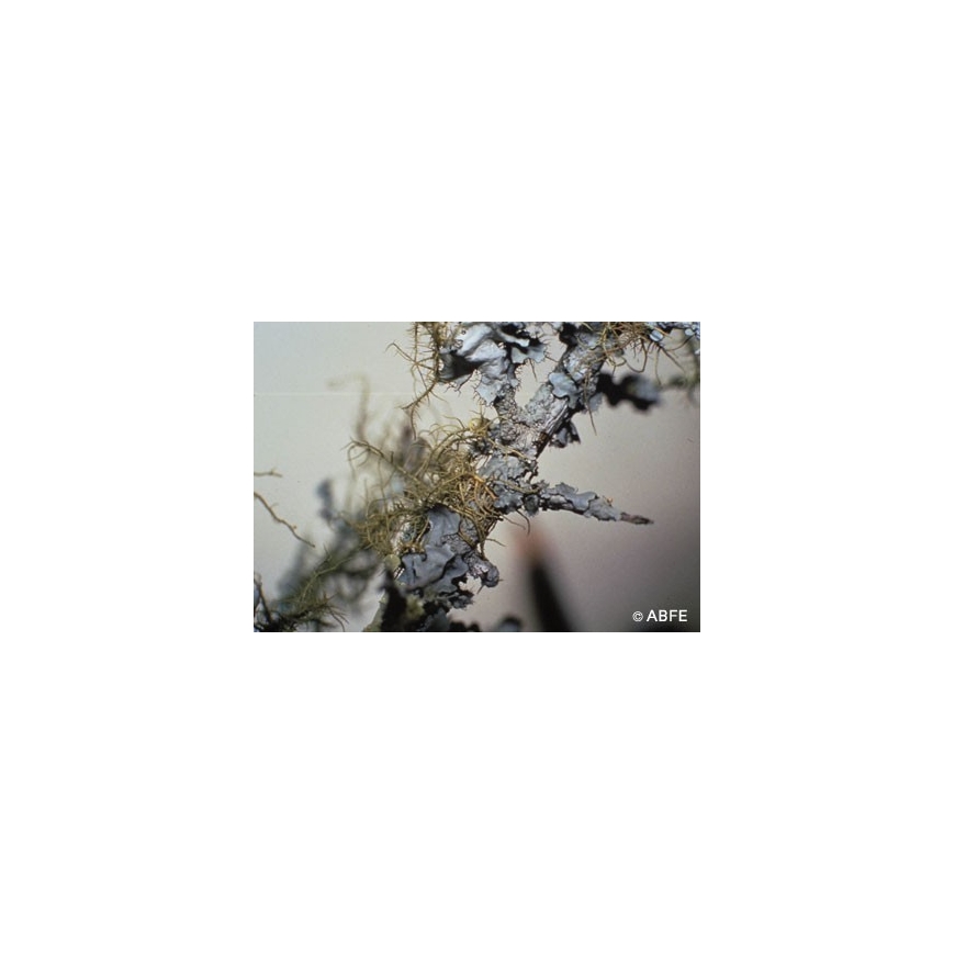 Lichen Flower