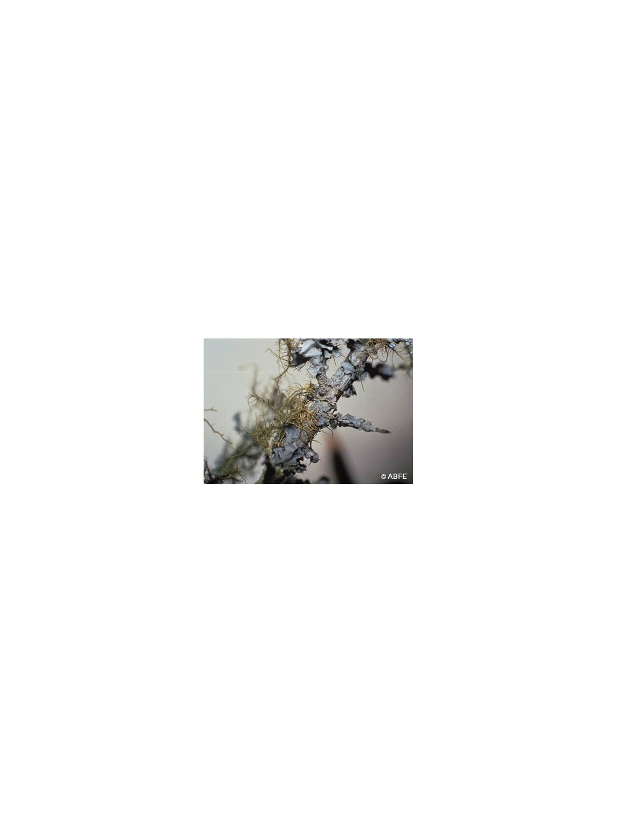 Lichen Flower