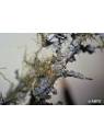 Lichen Australian Bush Flower Essences Fiori Australiani