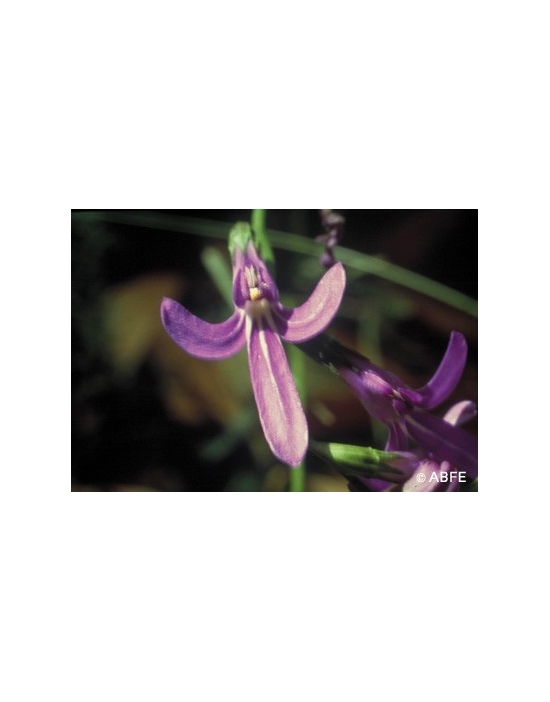 Australische Buschblüten Angelsword