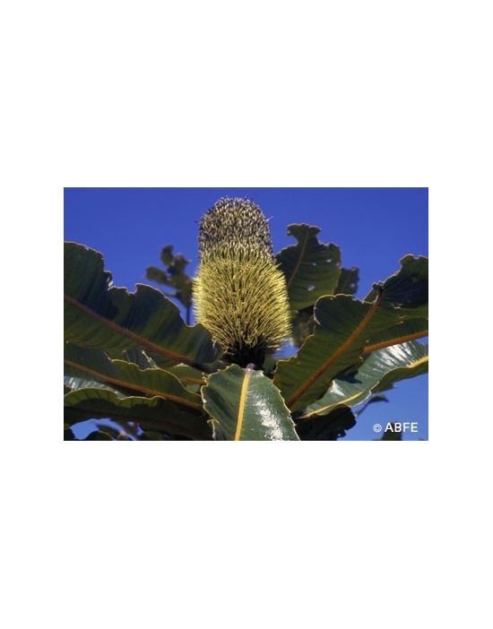 Australische Buschblüten Banksia Robur Australian Bush Flower Essences