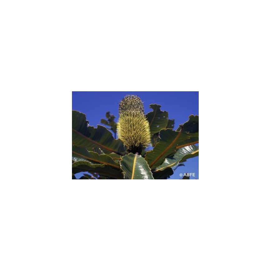 Australian Bush Flower Essences Fiori Australiani Banksia Robur fiori