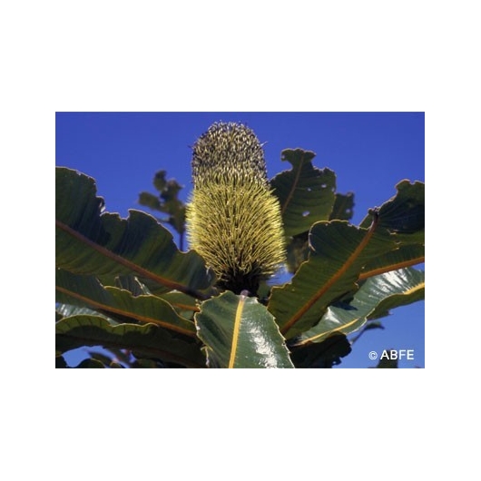 Australische Buschblüten Banksia Robur Australian Bush Flower Essences