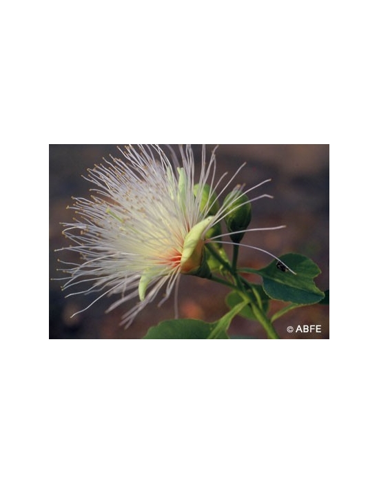 Billy Goat Plum Flower Australian Bush Flower Essences