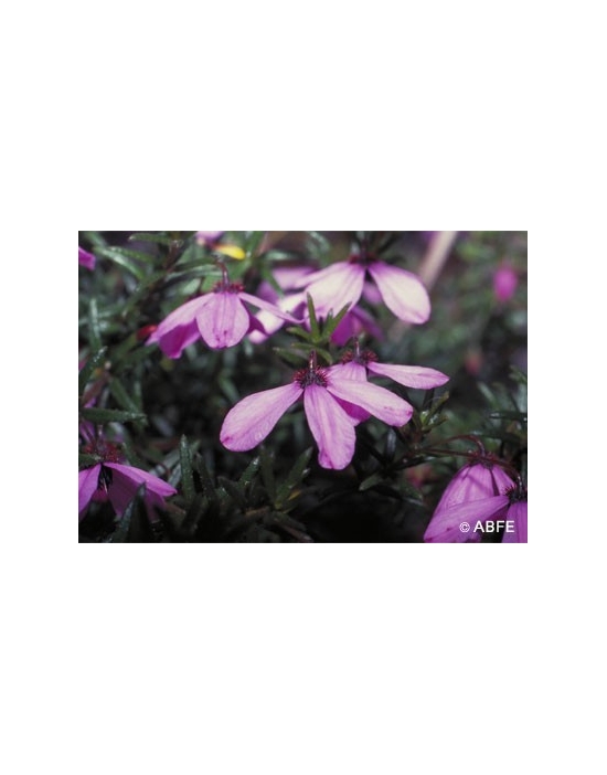 Black Eyed Susan Flower Australian Flower Essences