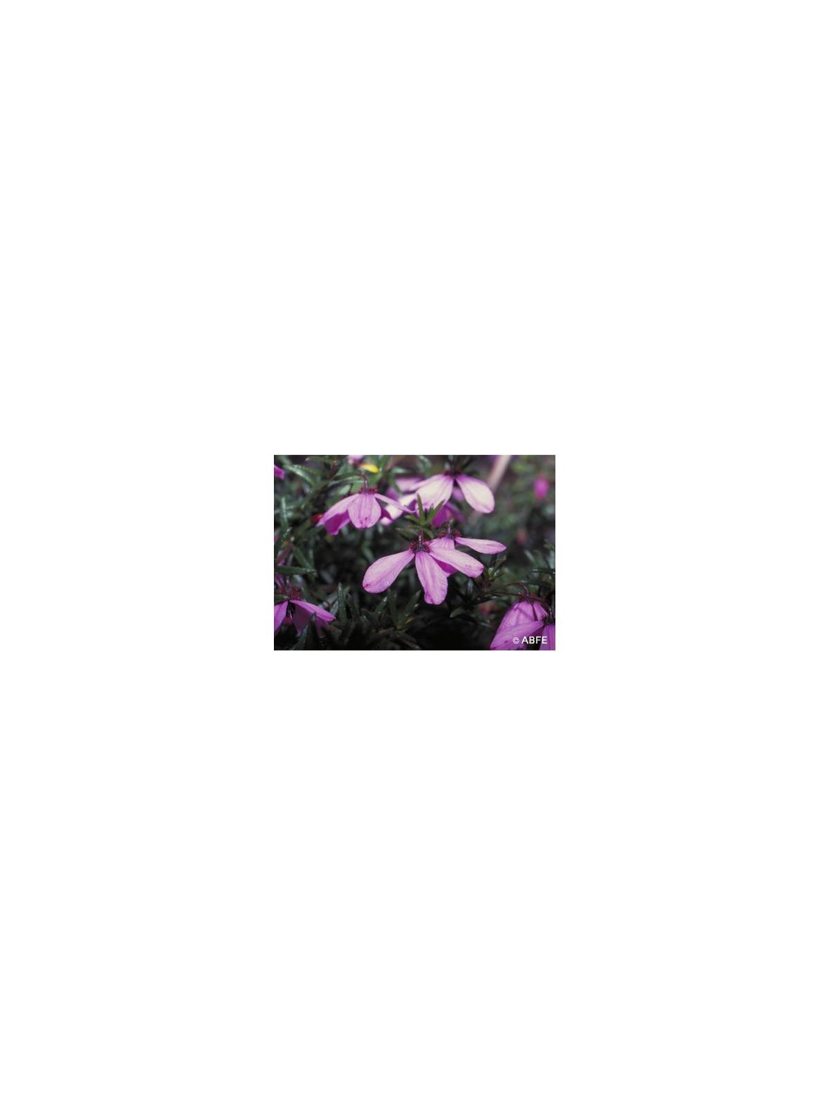 Australische Buschblüten Black Eyed Susan Australian Bush Flower Essences