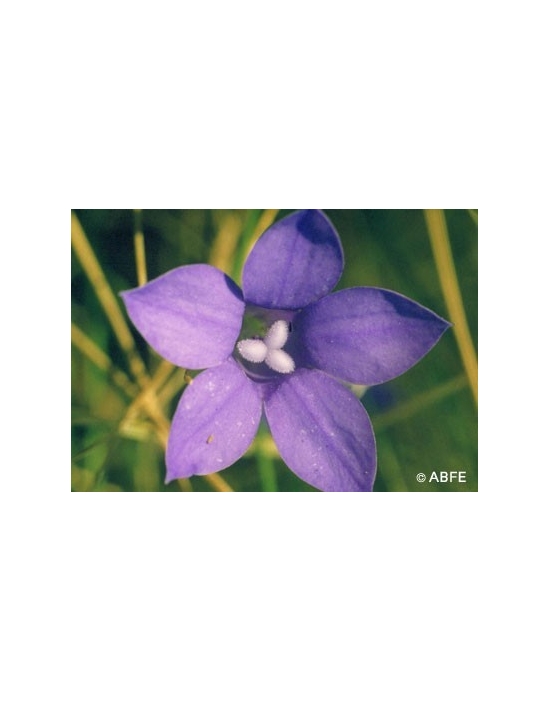 Bluebell Flower Australian Bush Flower Essences
