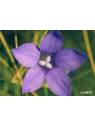 Bluebell Australian Bush Flower Essences Fiori Australiani