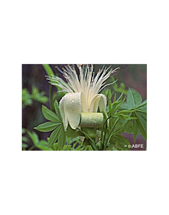 Boab Australian Bush Flower Essences Fiori Australiani