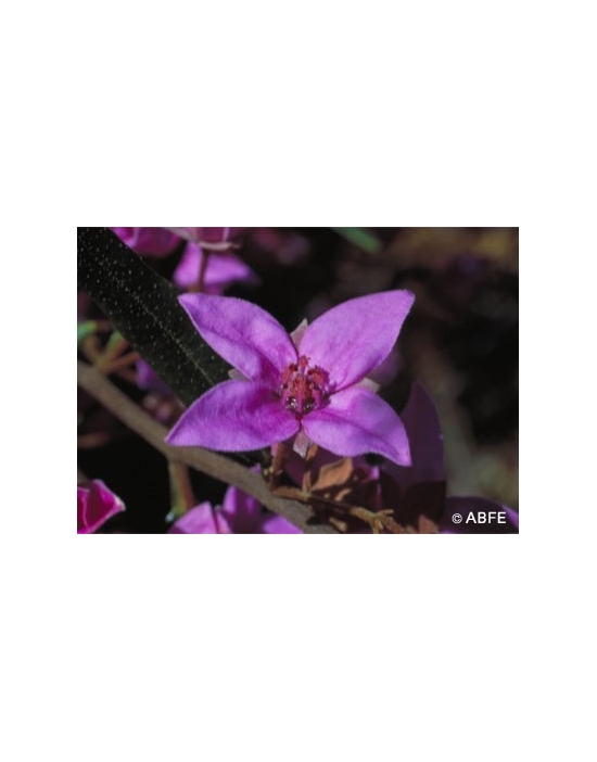 Australische Buschblüten Boronia Australian Bush Flower Essences