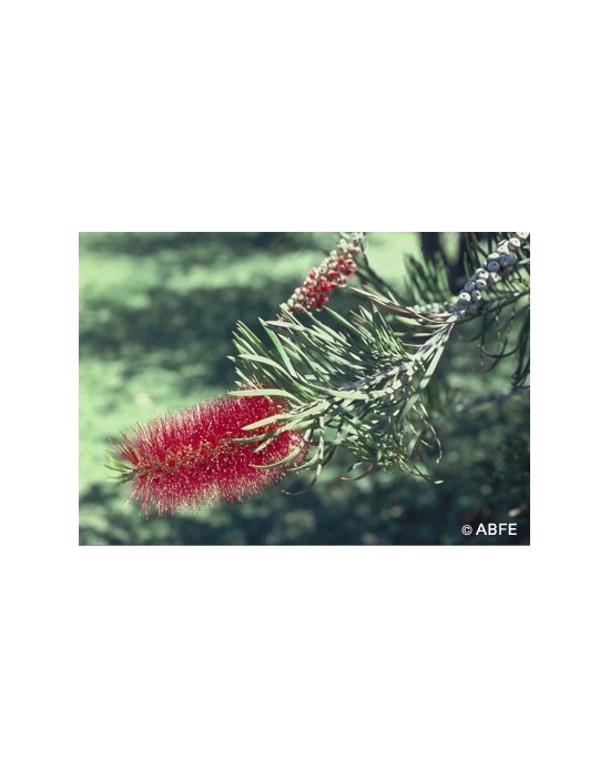 Bottlebrush Flower Australian Busch Flower Essences