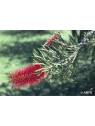 Bottlebrush Australian Bush Flower Essences Fiori Australiani