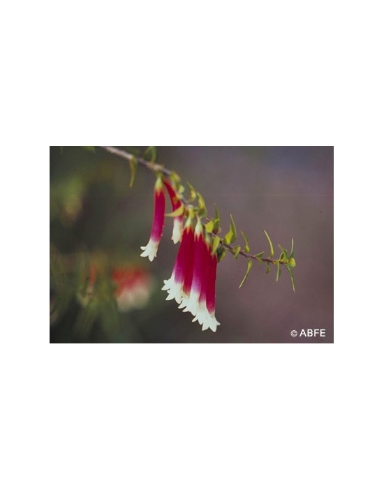 Australische Buschblüten Bush Fuchsia Australian Bush Flower Essences