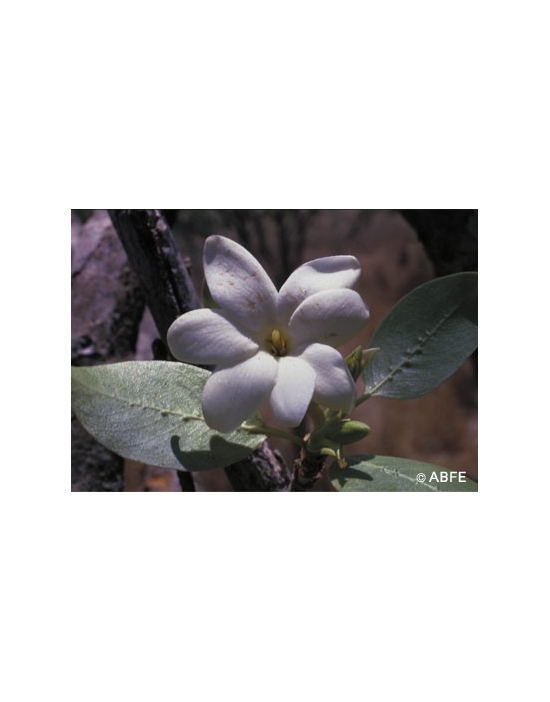 Bush Gardenia Australian Bush Flower Essences Fiori Australiani
