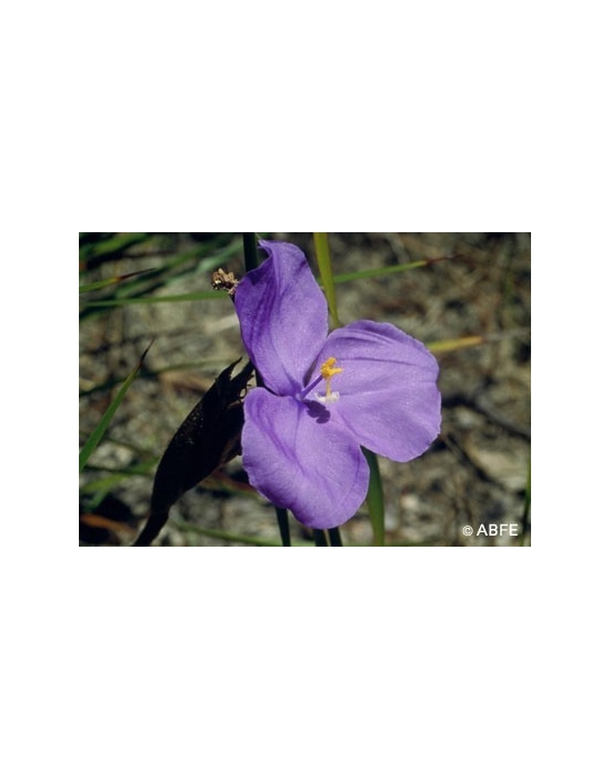 Australische Buschblüten Bush Iris Australian Bush Flower Essences