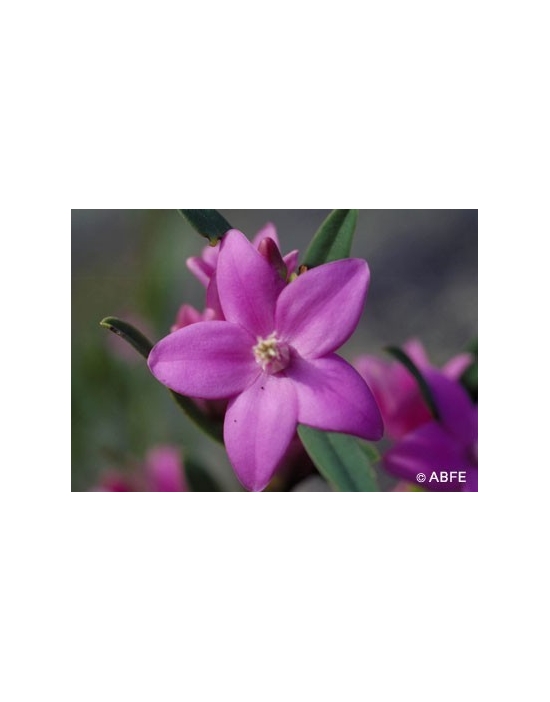 Crowea Australian Bush Flower Essences Fiori Australiani