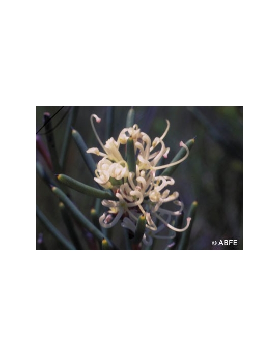 Dagger Hakea Flower Australian Bush Flower Essences