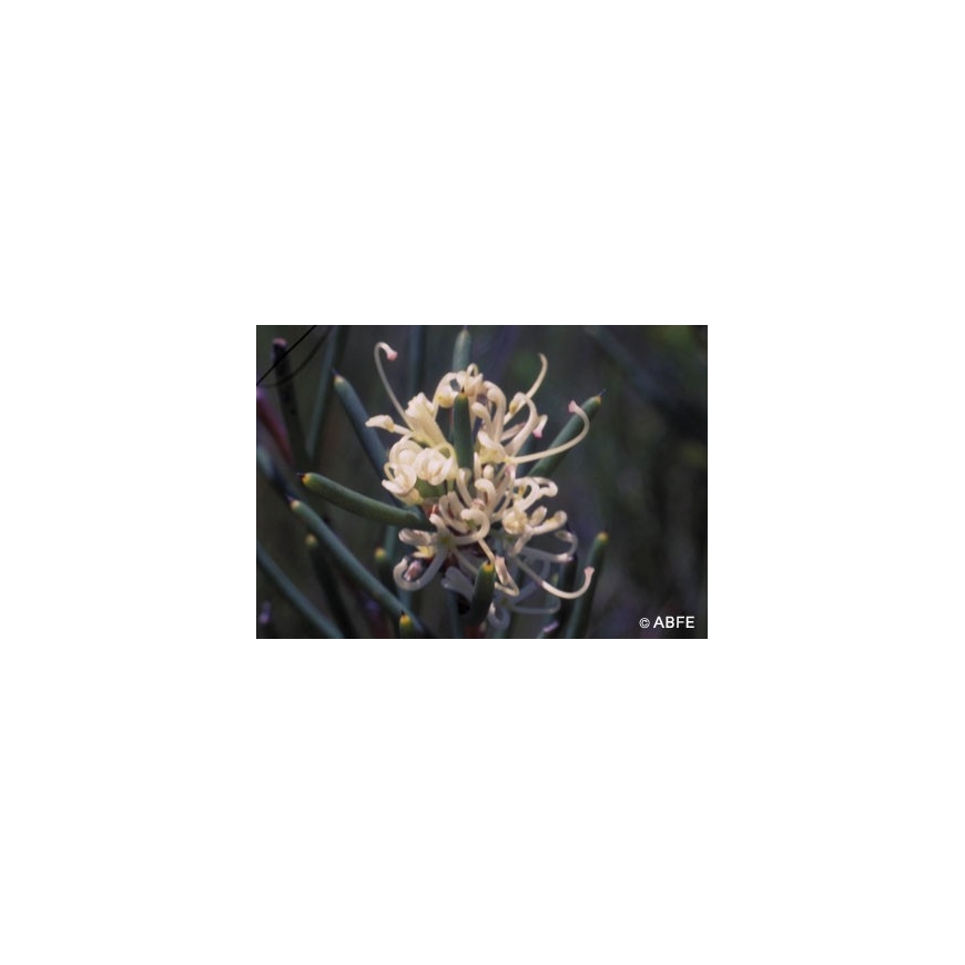 Australische Buschblüten Dagger Hakea Australian Bush Flower Essences