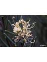 Dagger Hakea Australian Bush Flower Essences Fiori Australiani