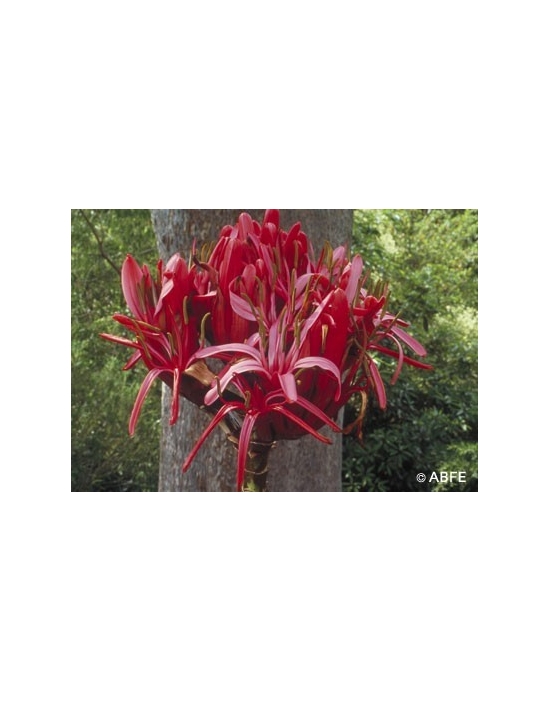 Gymea Lily Australian Bush Flower Essences Fiori Australiani