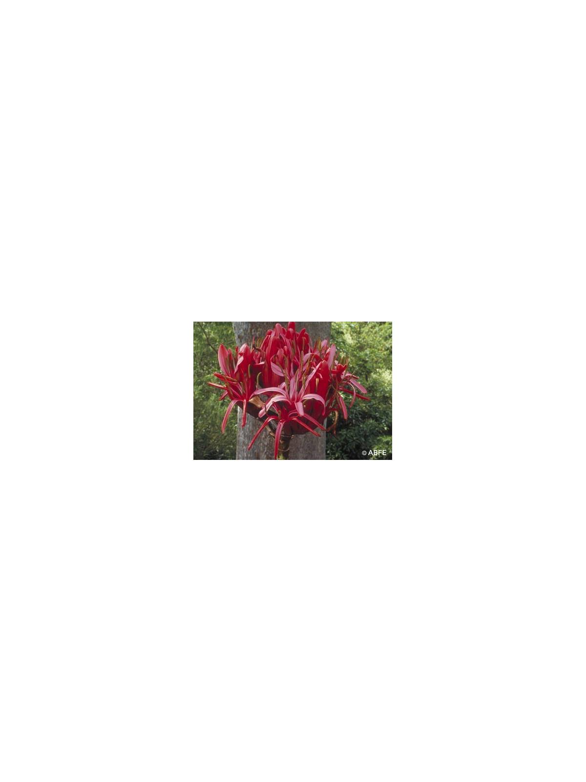 Australische Buschblüten Gymea Lily Australian Bush Flower Essences