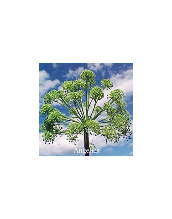 fiori australiani Angelica