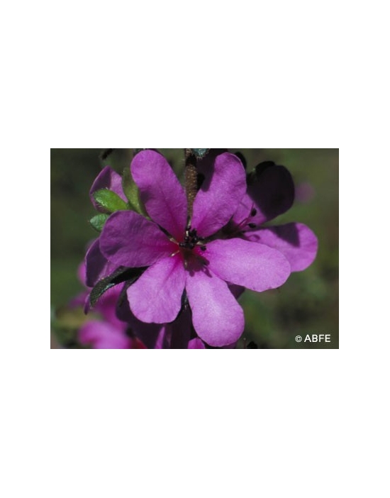 Dog rose of the wild forces Australian Bush Flower Essences Fiori Australiani