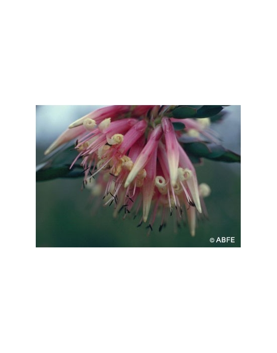 Five Corners Fiori Australiani Australian Bush Flower Essences