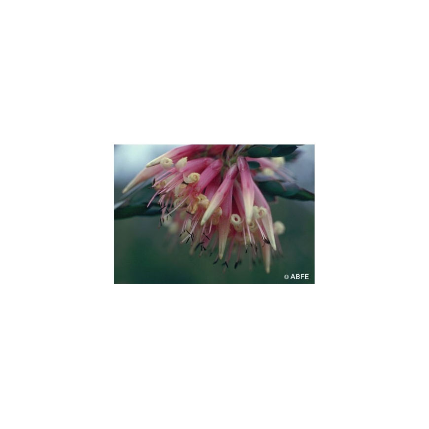 Five Corners Fiori Australiani Australian Bush Flower Essences