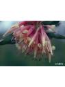 Australische Buschblüten Five Corners Australian Bush Flower Essences