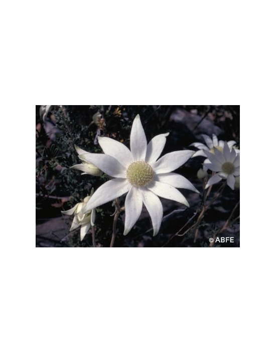 Flannel Flower Australian Bush Flower Essences