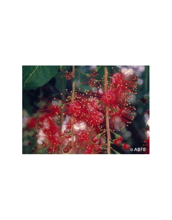 Australische Buschblüten Freshwater Mangrove
