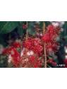 Freshwater Mangrove Australian Bush Flower Essences Fiori Australiani