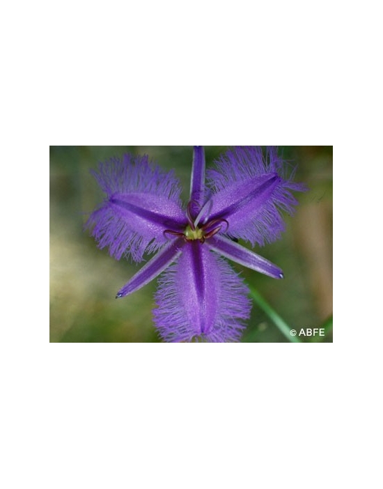 Fringed Violett Flower Australian Bush Flower Essences