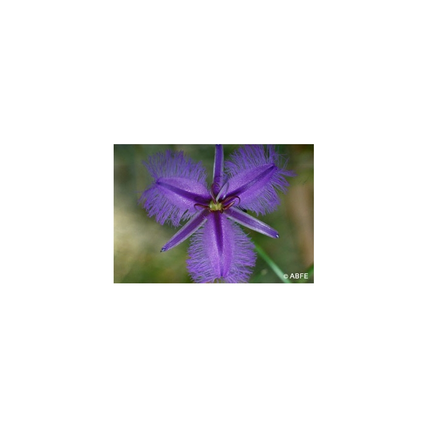Fringed Violett Flower Australian Bush Flower Essences