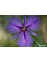 Fringed Violet Australian Bush Flower Essences Fiori Australiani