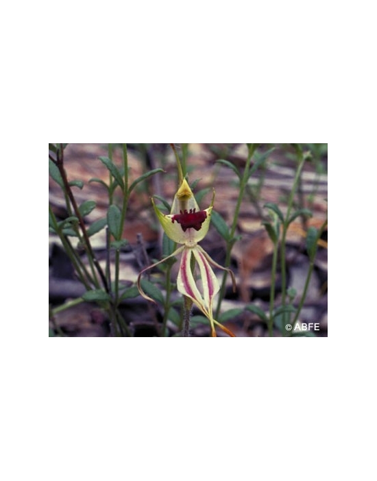 Green Spider Orchid Australian Bush Flower Essences Fiori Australiani