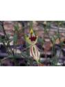Green Spider Orchid Australian Bush Flower Essences Fiori Australiani