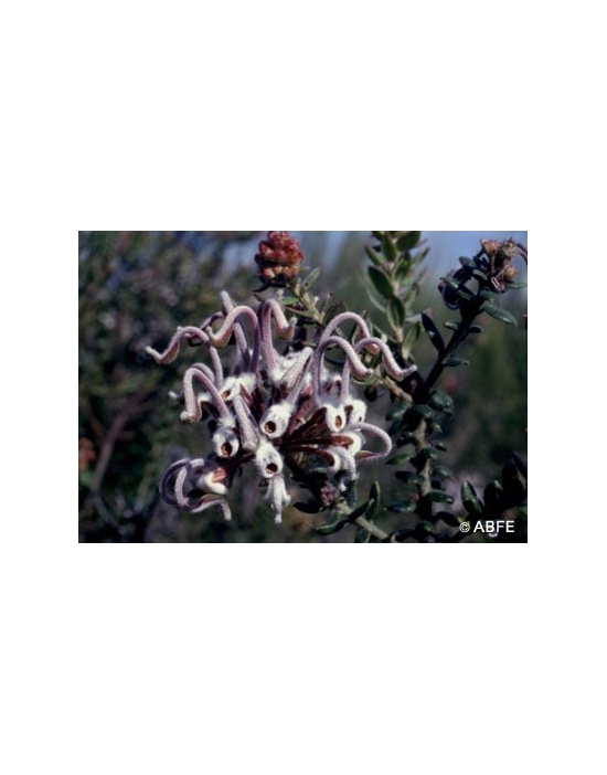 Grey Spider Flower Australian Bush Flower Essences Fiori Australiani