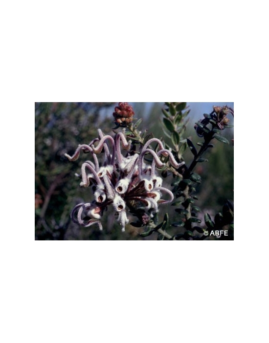 Australische Buschblüten Grey Spider Flower Australian Bush Flower Essences